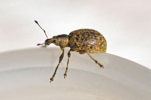 Réf. 356 792 : Liophloeus tessulatus